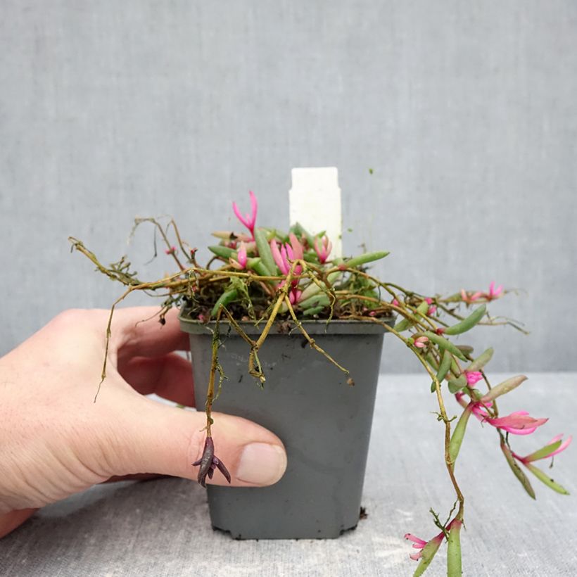 Amostra de Delosperma Desert Dancers Red Vaso de 8/9 cm tal como entregue no inverno