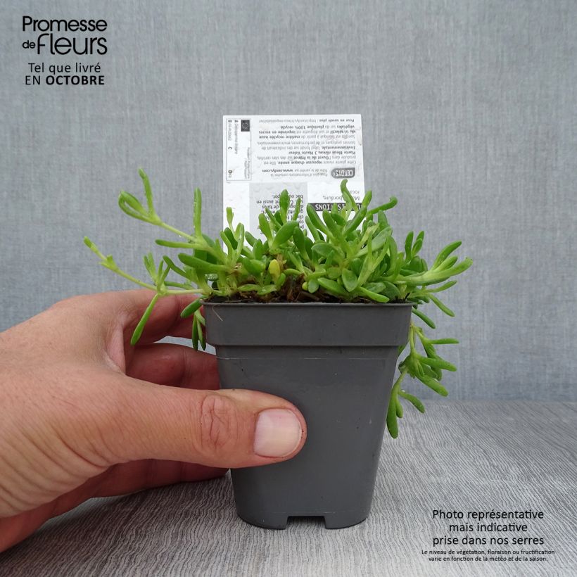 Amostra de Delosperma lineare - Ficoïde jaune, Pourpier vivace Godet de 8/9 cm tal como entregue no outono