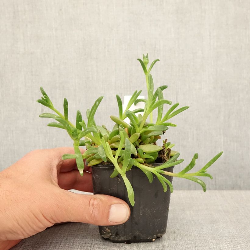 Amostra de Delosperma Ocean Sunset Orange Glow - Planta-do-gelo Vaso de 8/9 cm tal como entregue na primavera