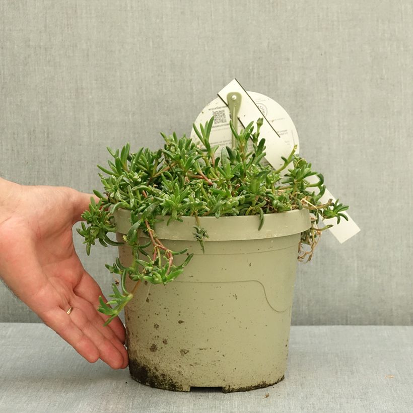 Amostra de Delosperma Ocean Sunset Orange Vibe - Planta-do-gelo Vaso de 3 L/4 L tal como entregue no verão