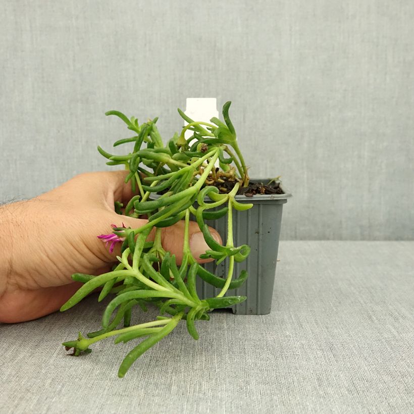 Amostra de Delosperma Ocean Sunset Violet - Planta-do-gelo Vaso de 8/9 cm tal como entregue no verão