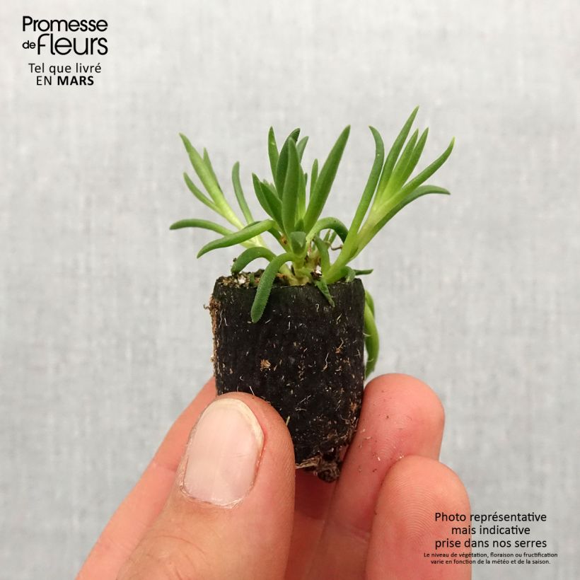 Amostra de Delosperma Royal Ranger Neon Mini-motte Ø 3/4 cm tal como entregue na primavera