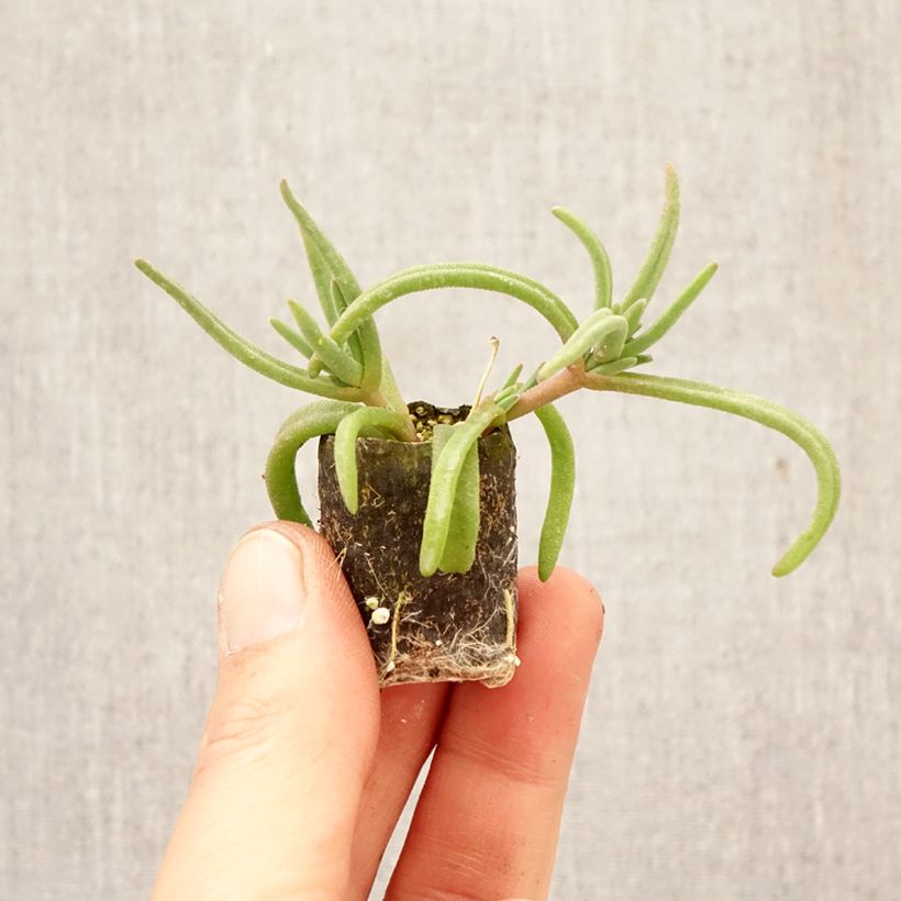 Amostra de Delosperma Royal Ranger Red Mini-torrão Ø 3/4 cm tal como entregue na primavera