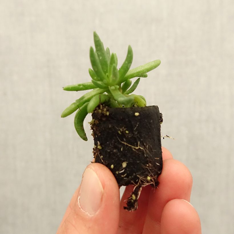 Amostra de Delosperma Royal Ranger Yellow Mini-motte Ø 3/4 cm tal como entregue na primavera