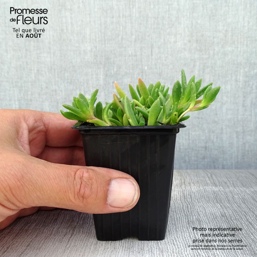 Amostra de Delosperma cooperi Table Mountain Vaso de 7/8 cm tal como entregue no verão