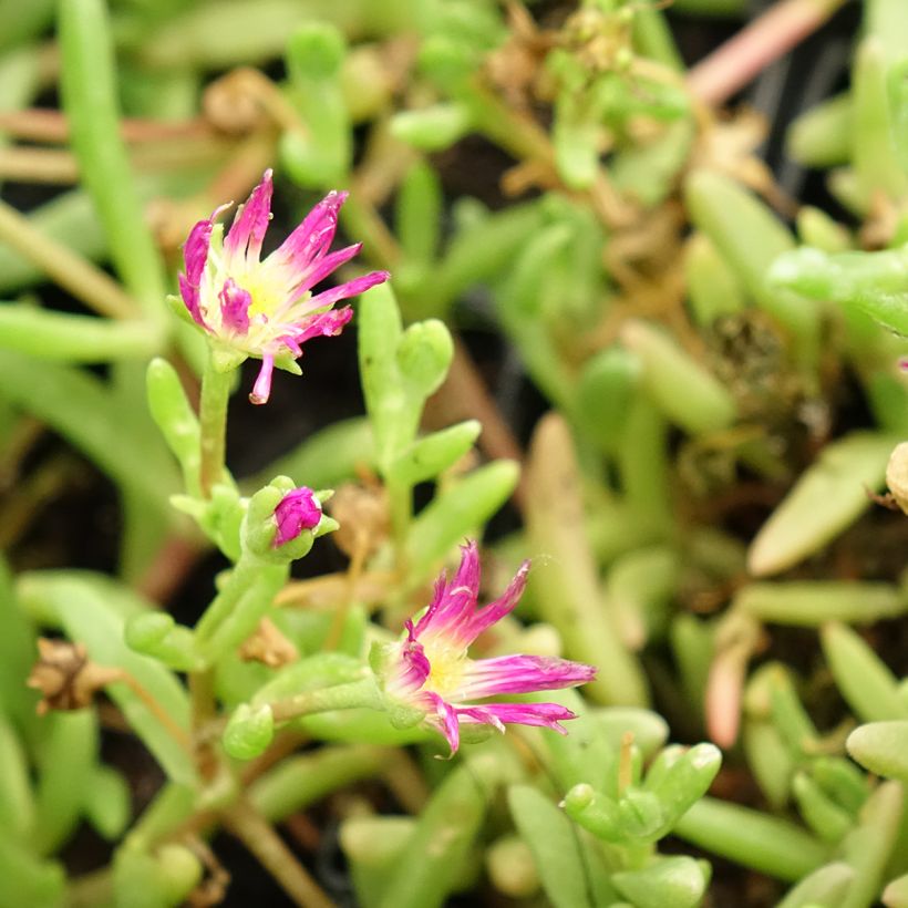 Delosperma Wheels of Wonder Violet (Floração)