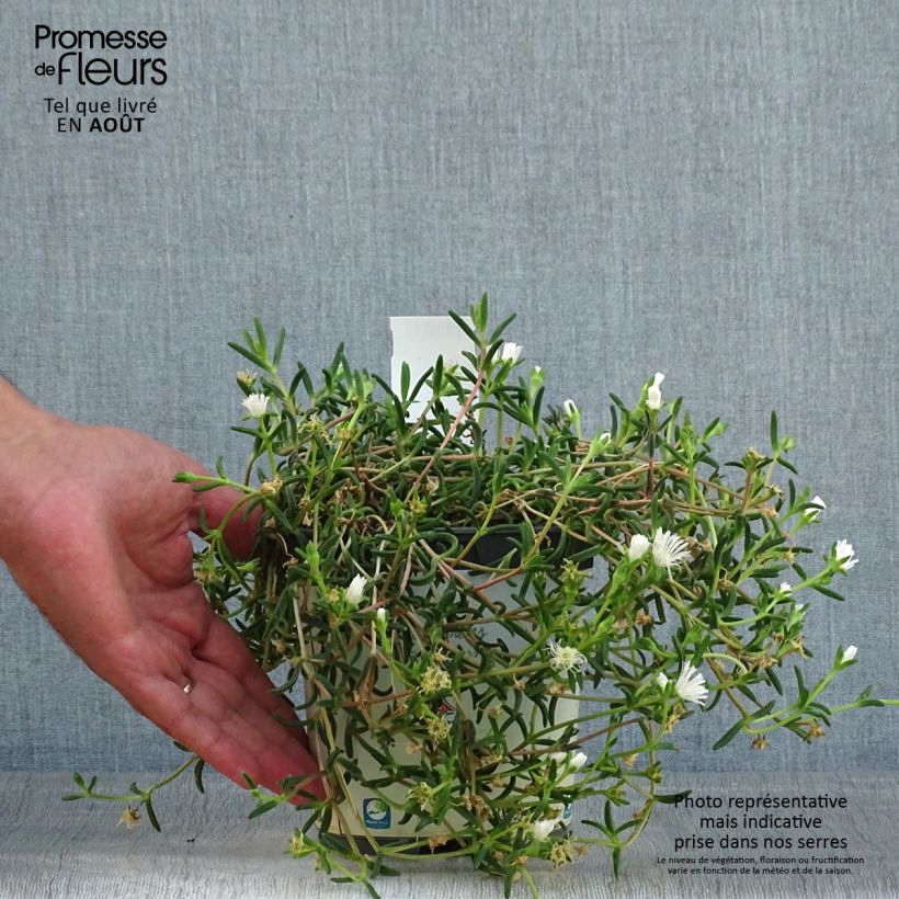 Amostra de Delosperma Wheels of Wonder White Vaso de 2 L/3 L tal como entregue no verão