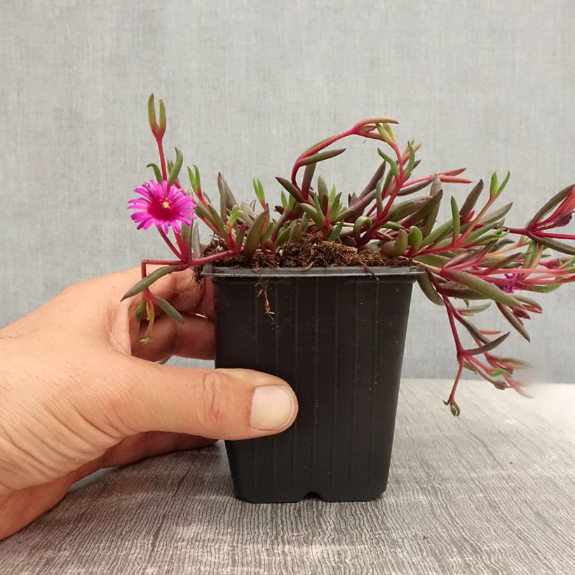 Amostra de Delosperma Desert Dancers Purple Vaso de 8/9 cm tal como entregue no verão