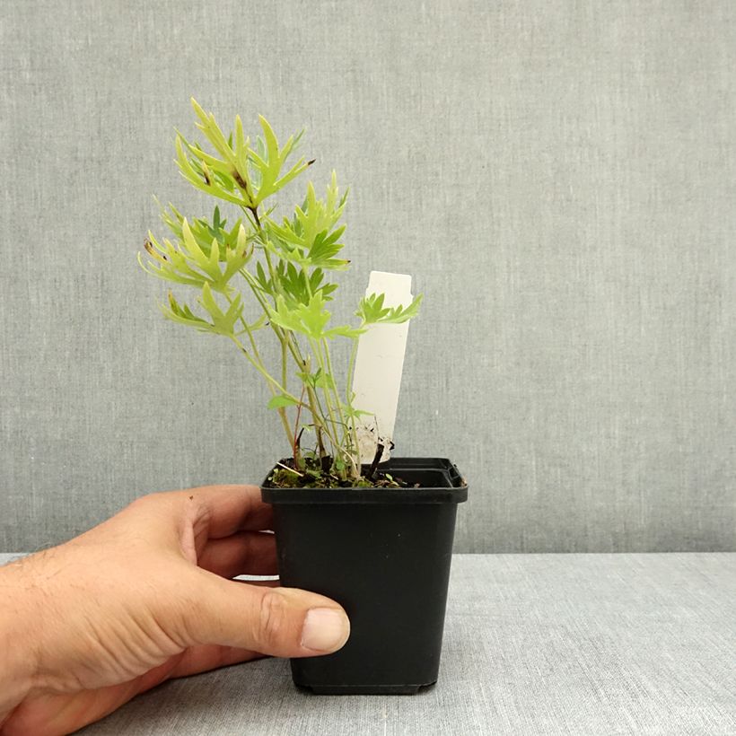 Amostra de Delphinium belladonna Ballkleid Vaso de 8/9 cm tal como entregue no verão
