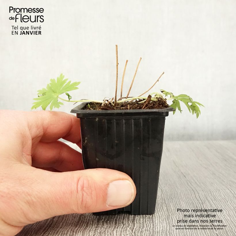 Amostra de Delphinium belladonna Casablanca - Pied d'Alouette vivace Vaso de 7/8 cm tal como entregue no inverno