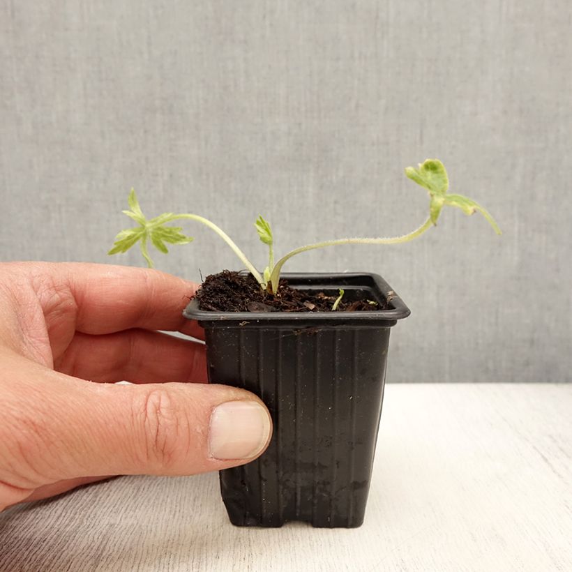 Amostra de Delphinium belladonna Casablanca Vaso de 7/8 cm tal como entregue na primavera