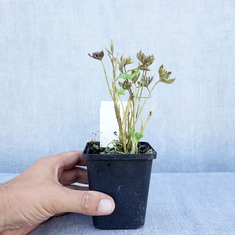 Amostra de Delphinium belladonna Cliveden Beauty Vaso de 7/8 cm tal como entregue no verão
