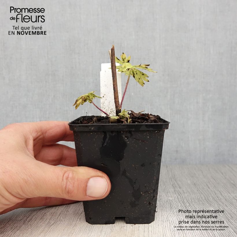 Amostra de Delphinium belladonna Kleine Nachtmusik Vaso de 8/9 cm tal como entregue no outono