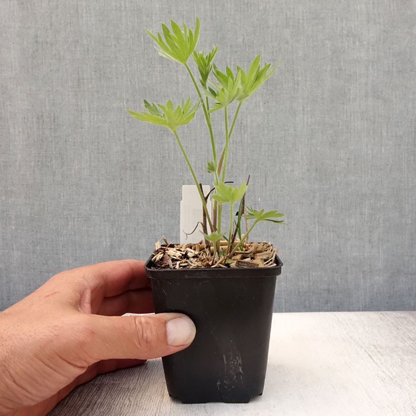 Amostra de Delphinium belladonna Kleine Nachtmusik Vaso de 8/9 cm tal como entregue no verão