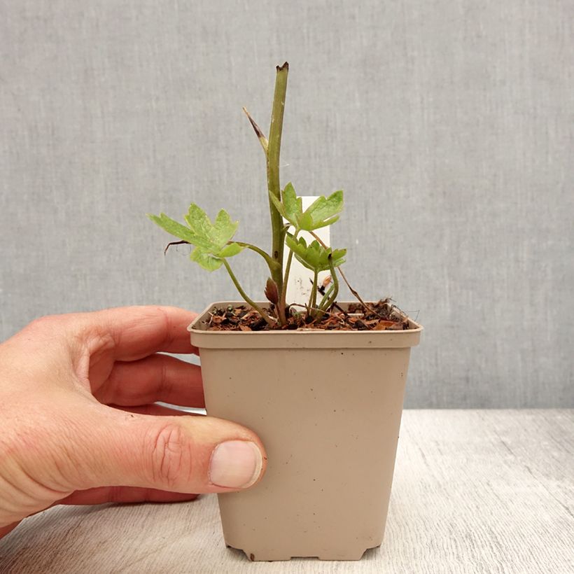 Amostra de Delphinium Magic Fountain Dark Blue-Black Bee - Delfínio Vaso de 8/9 cm tal como entregue na primavera