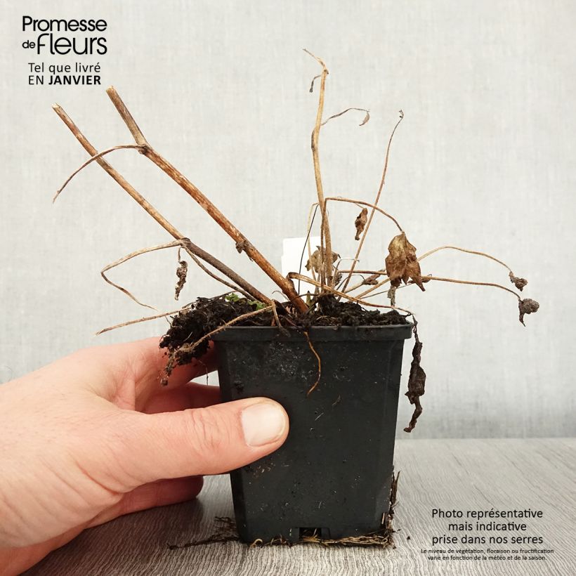 Amostra de Delphinium Dark Blue-White Bee - Pied d'Alouette vivace Godet de 8/9 cm tal como entregue no inverno