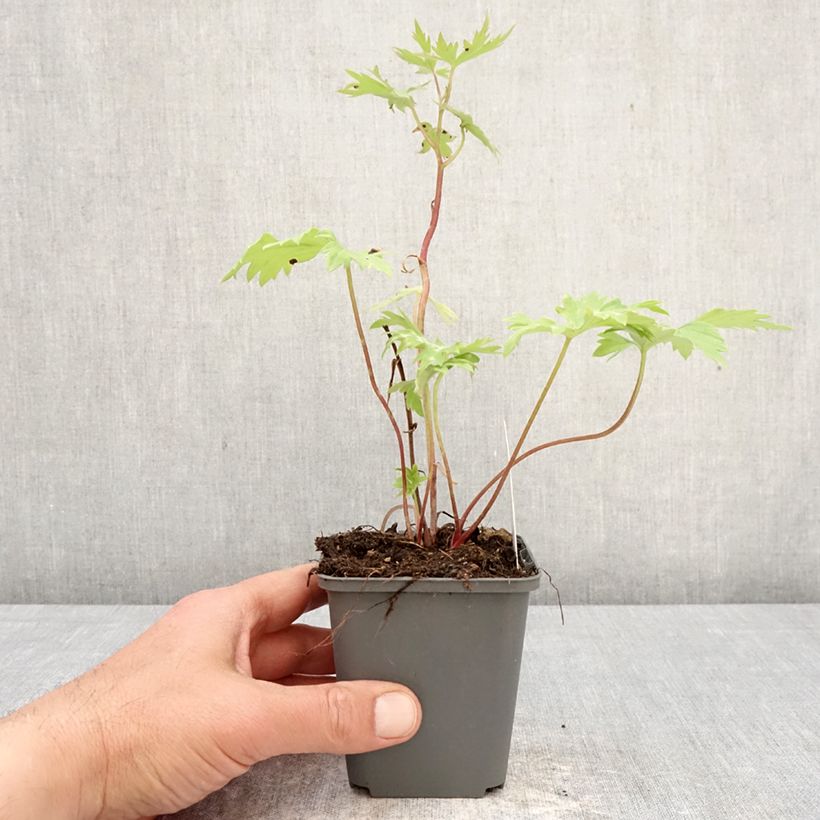 Amostra de Delphinium Magic Fountain Deep Rose Vaso de 8/9 cm tal como entregue na primavera