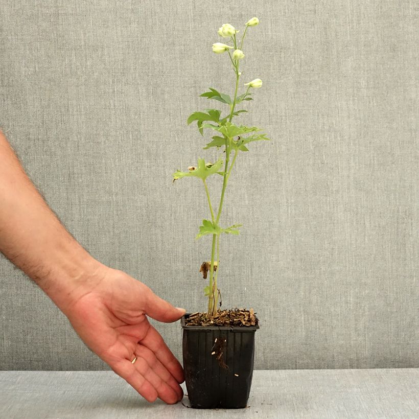 Amostra de Delphinium elatum Double Innocence Vaso de 8/9 cm tal como entregue no verão