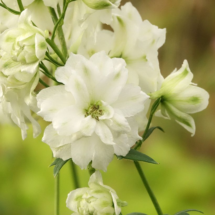 Delphinium elatum Double Innocence (Floração)