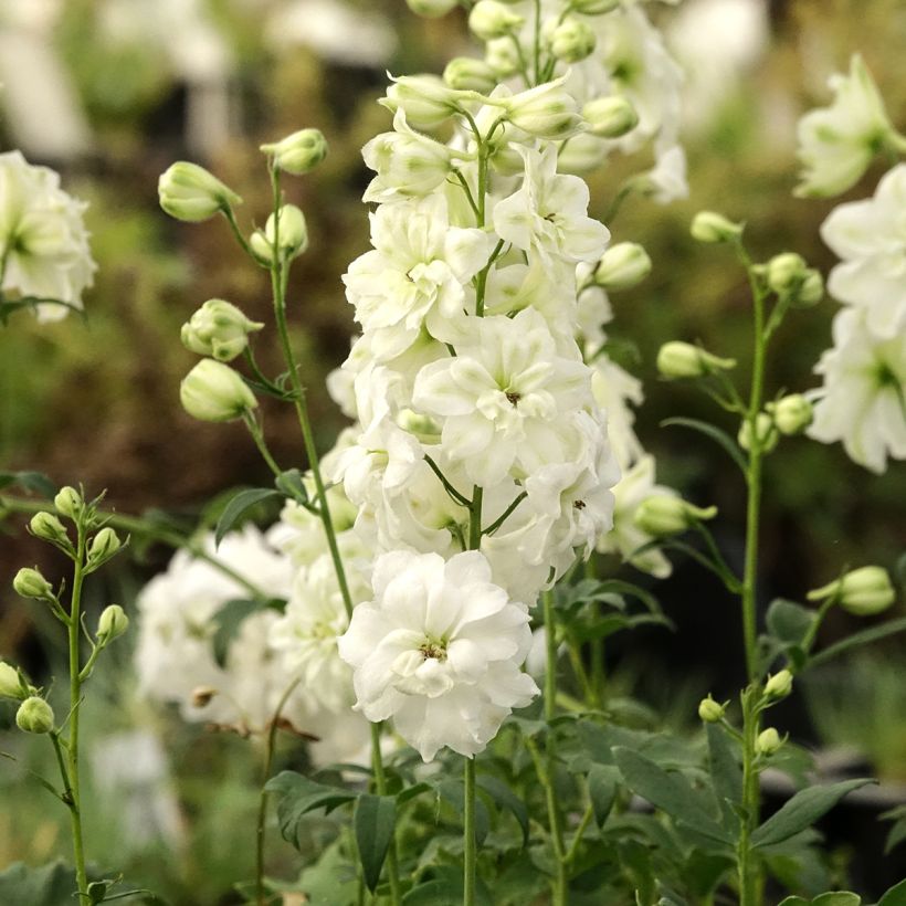 Delphinium elatum Double Innocence (Hábito)