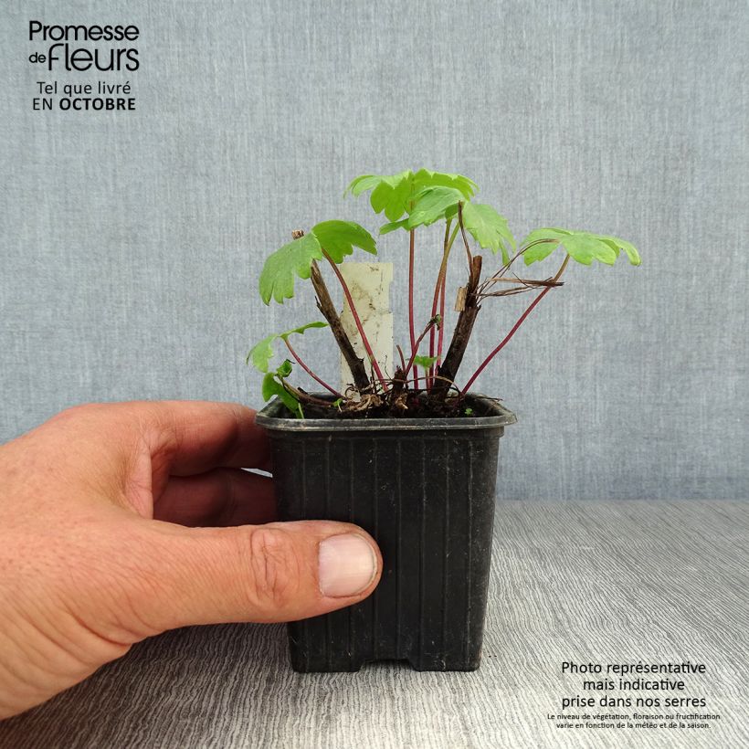 Amostra de Delphinium Highlander Bolero Vaso de 8/9 cm tal como entregue no outono