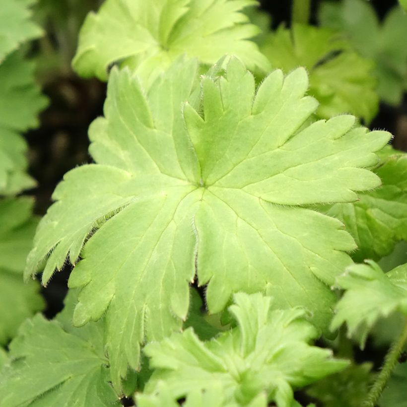 Delphinium Highlander Bolero (Folhagem)