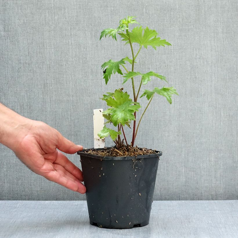 Amostra de Delphinium Highlander Bolero Vaso de 2 L/3 L tal como entregue no verão