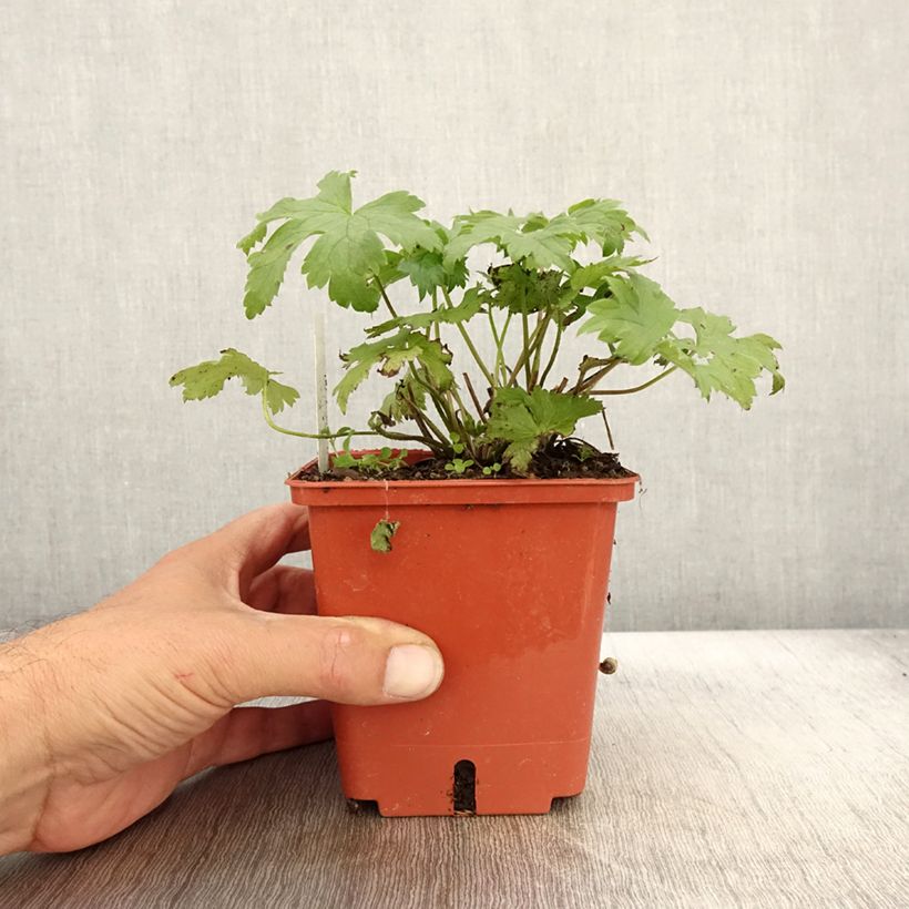 Amostra de Delphinium Highlander Cha Cha Vaso de 1 L/1,5 L tal como entregue no outono