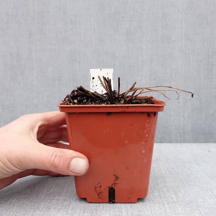 Amostra de Delphinium Highlander Cha Cha Vaso de 1 L/1,5 L tal como entregue no inverno