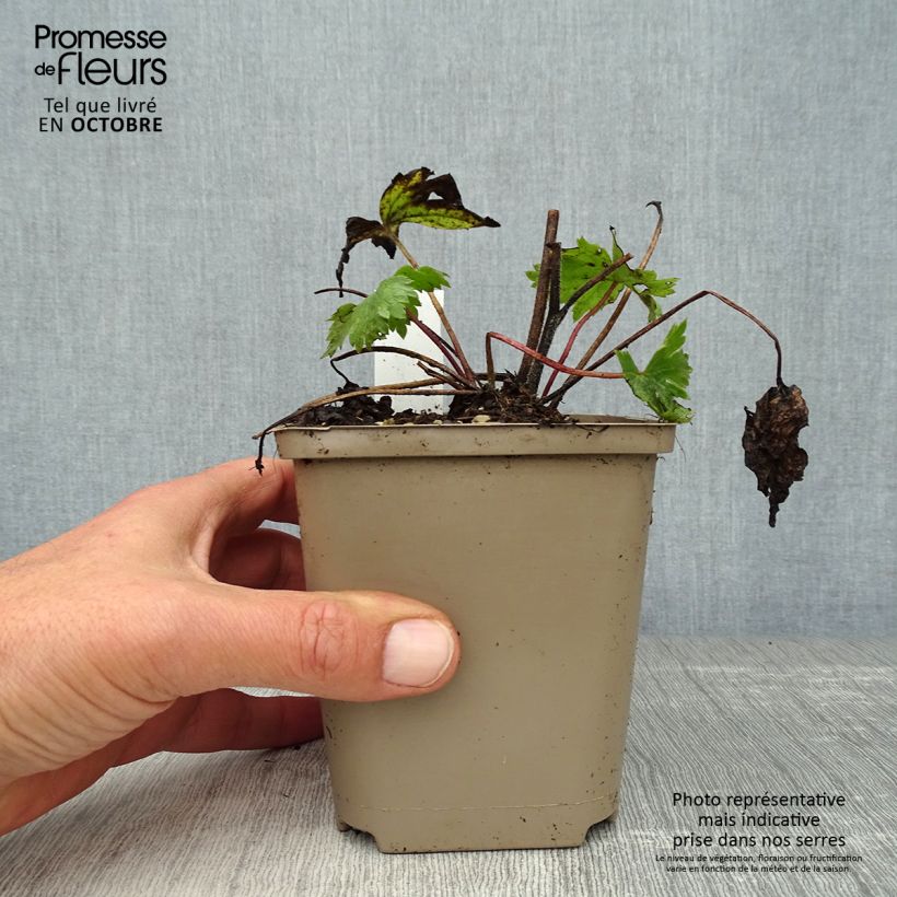 Amostra de Delphinium Highlander Cha Cha Vaso de 8/9 cm tal como entregue no outono