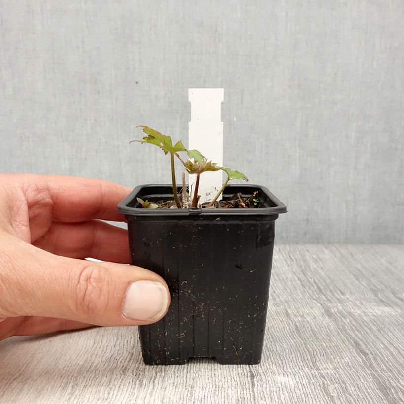 Amostra de Delphinium Highlander Flamenco Vaso de 8/9 cm tal como entregue na primavera