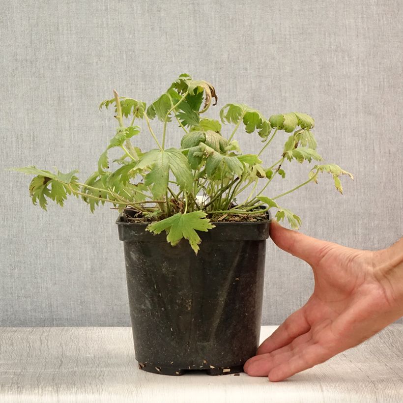 Amostra de Delphinium Highlander Flamenco Vaso de 2 L/3 L tal como entregue no verão