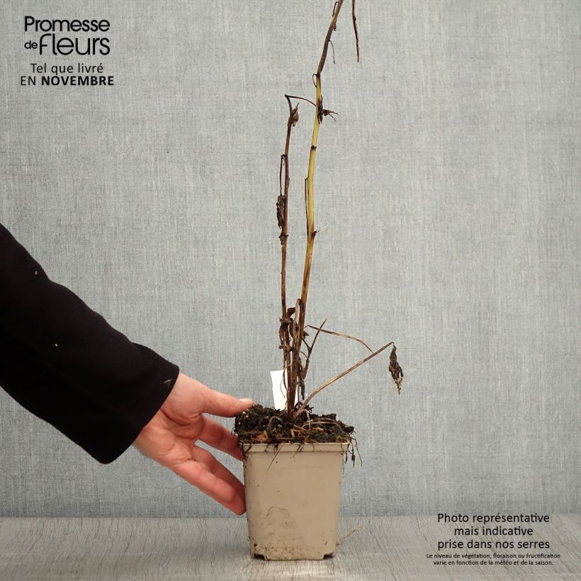 Amostra de Delphinium Highlander Samba - Pied d'Alouette vivace Godet de 8/9 cm tal como entregue no outono