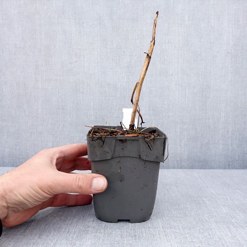 Amostra de Delphinium Highlander Samba Vaso de 8/9 cm tal como entregue no inverno