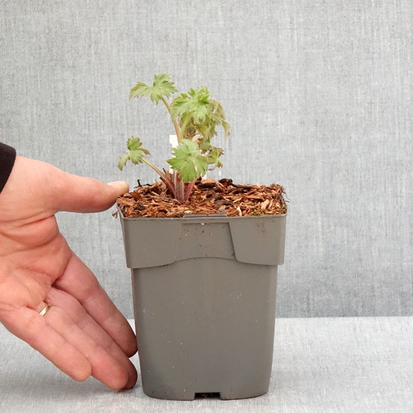 Amostra de Delphinium Highlander Samba Vaso de 8/9 cm tal como entregue na primavera