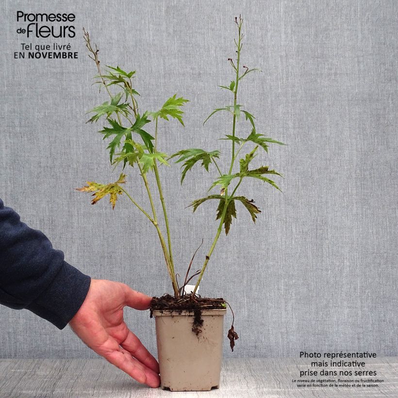 Amostra de Delphinium Highlander Sweet Sensation Vaso de 8/9 cm tal como entregue no outono