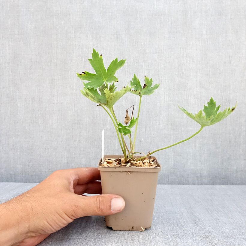 Amostra de Delphinium Highlander Sweet Sensation Vaso de 8/9 cm tal como entregue no verão