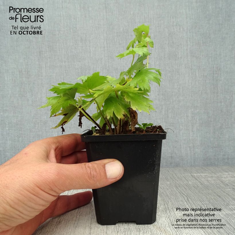 Amostra de Delphinium Pacific Astolat Vaso de 8/9 cm tal como entregue no outono