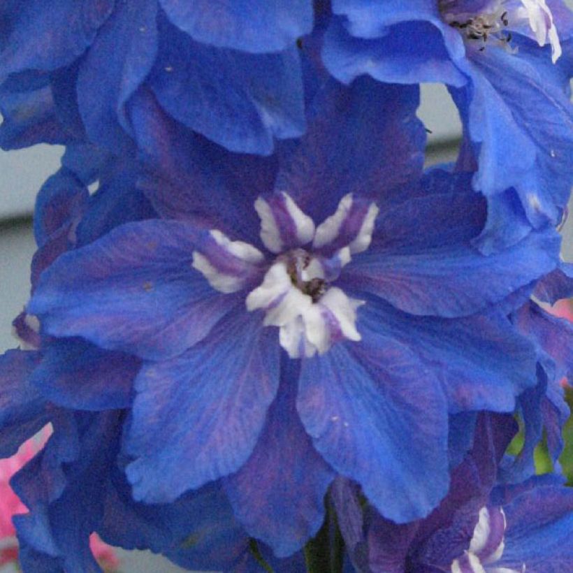Delphinium Pacific Blue Bird (Floração)