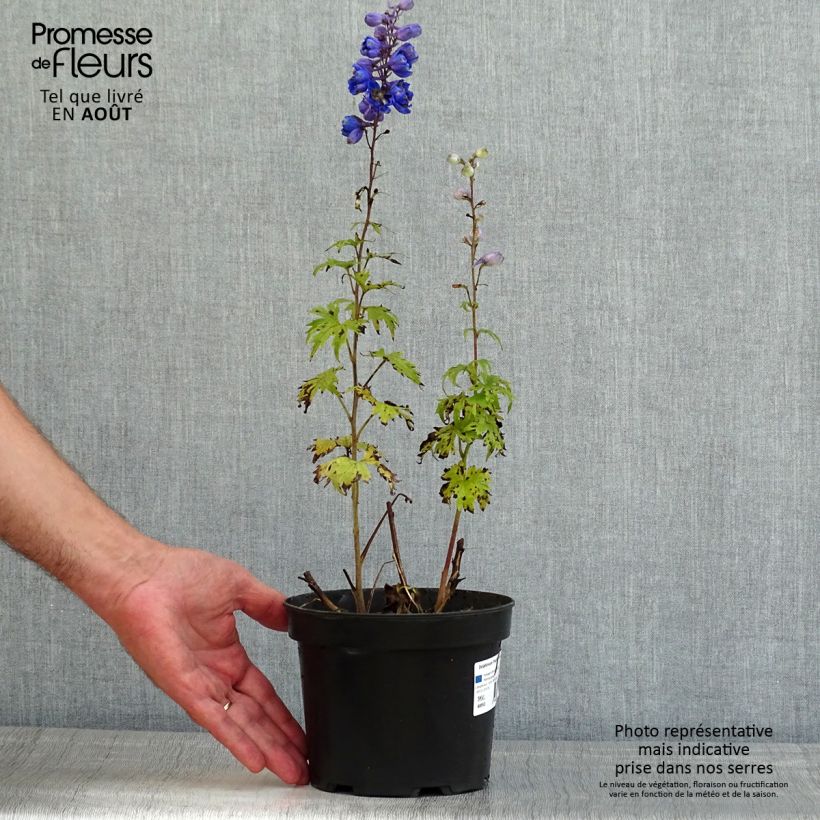 Amostra de Delphinium Pacific Blue Jay Vaso de 2 L/3 L tal como entregue no verão
