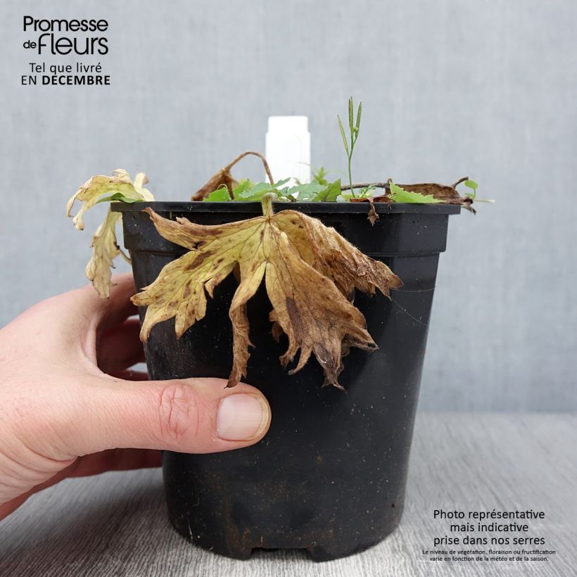 Amostra de Delphinium Pacific Galahad Vaso de 2 L/3 L tal como entregue no outono