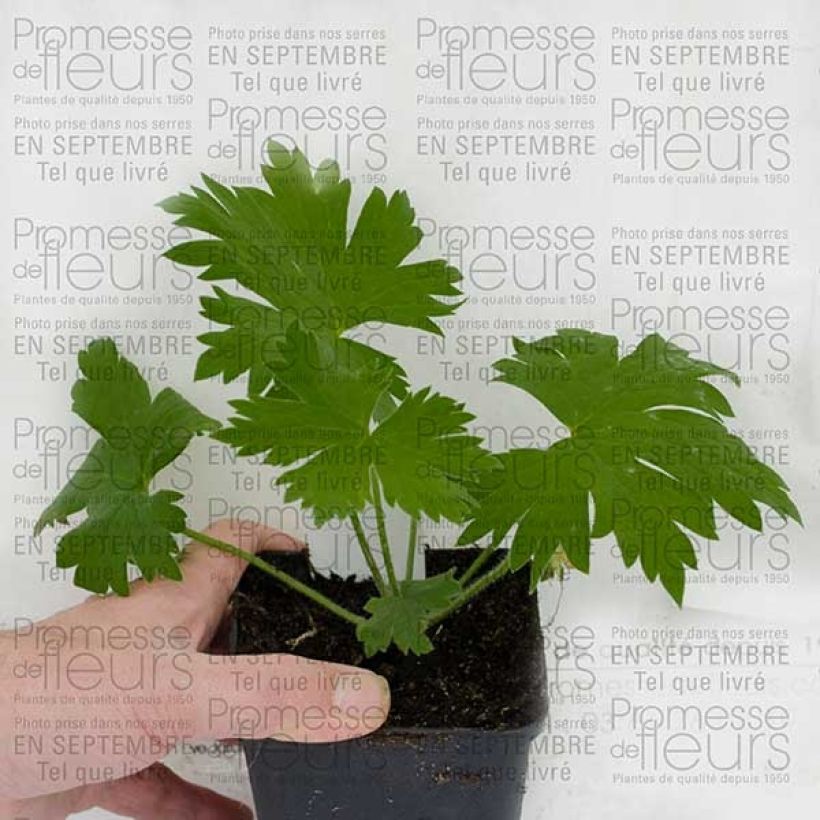 Exemplo de amostra de Delphinium Pacific Guinerve - Pied d'Alouette vivace Godet de 7/8 cm tal como entregue