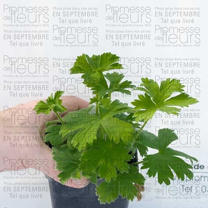 Delphinium Pacific King Arthur (Hábito)