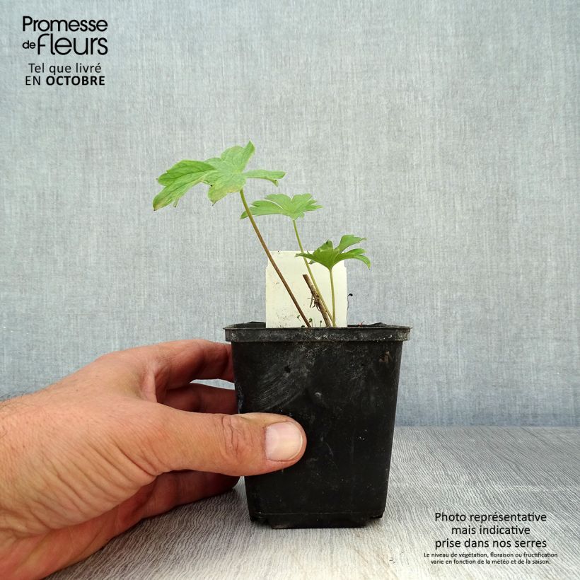 Amostra de Delphinium Pacific King Arthur Vaso de 7/8 cm tal como entregue no outono