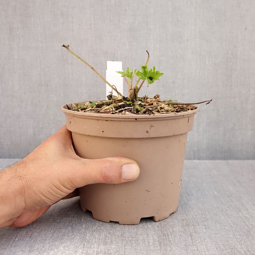 Amostra de Delphinium Pacific King Arthur Vaso de 2 L/3 L tal como entregue no outono