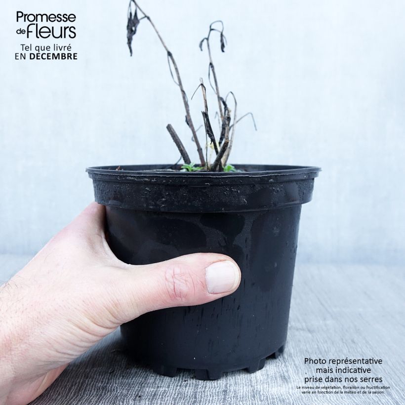 Amostra de Delphinium Pacific Summer Skies - Pied d'Alouette vivace Pot de 2L/3L tal como entregue no outono