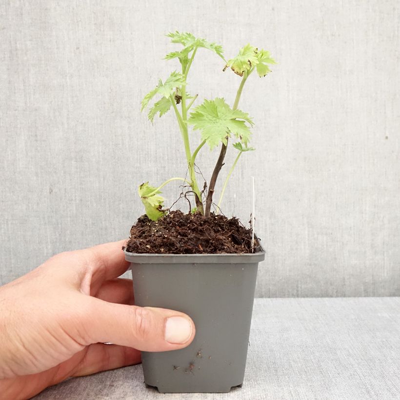 Amostra de Delphinium Magic Fountain Sky Blue Vaso de 8/9 cm tal como entregue na primavera