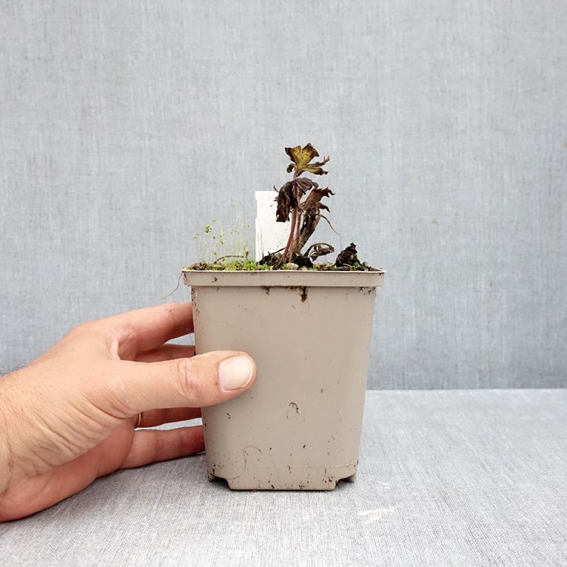 Amostra de Delphinium Strawberry Fair Vaso de 8/9 cm tal como entregue no outono