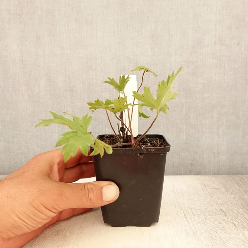 Amostra de Delphinium Finsteraarhorn Vaso de 8/9 cm tal como entregue no verão
