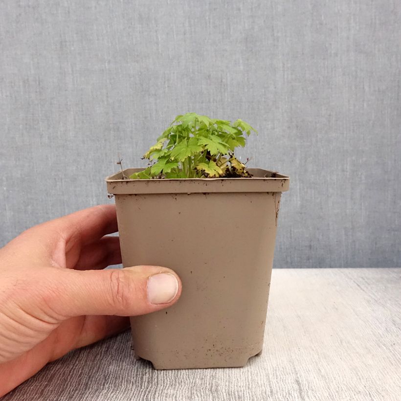 Amostra de Delphinium Finsteraarhorn Vaso de 8/9 cm tal como entregue na primavera